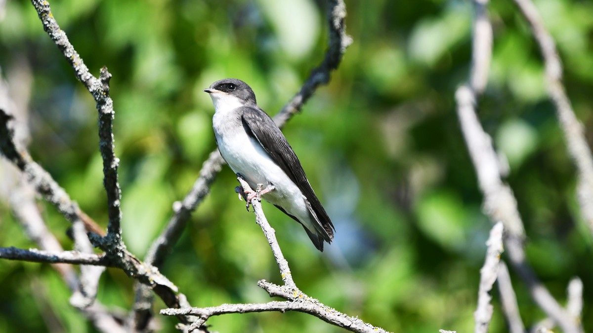 Tree Swallow - ML620829132