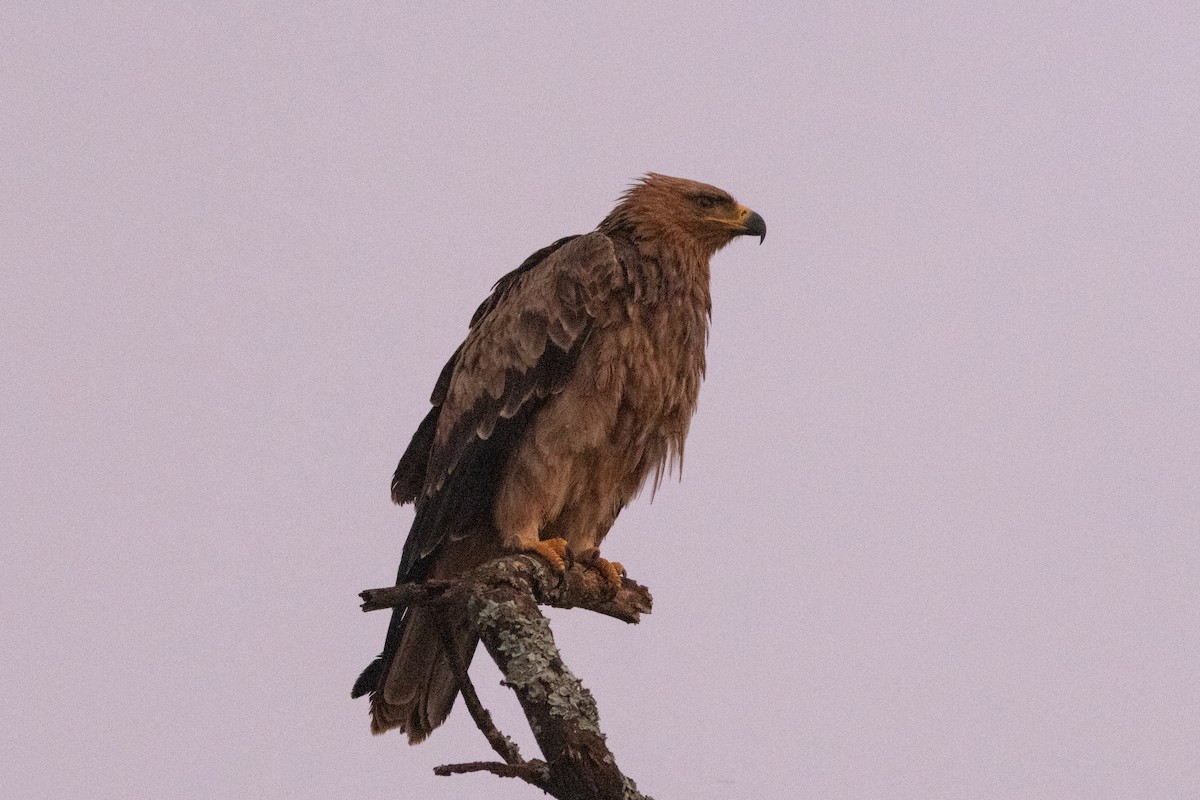 Tawny Eagle - ML620829133