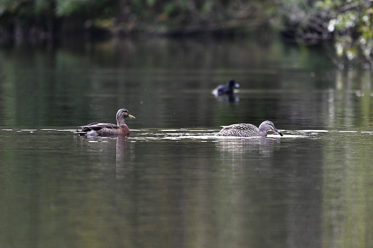 Mallard x Pacific Black Duck (hybrid) - ML620829135