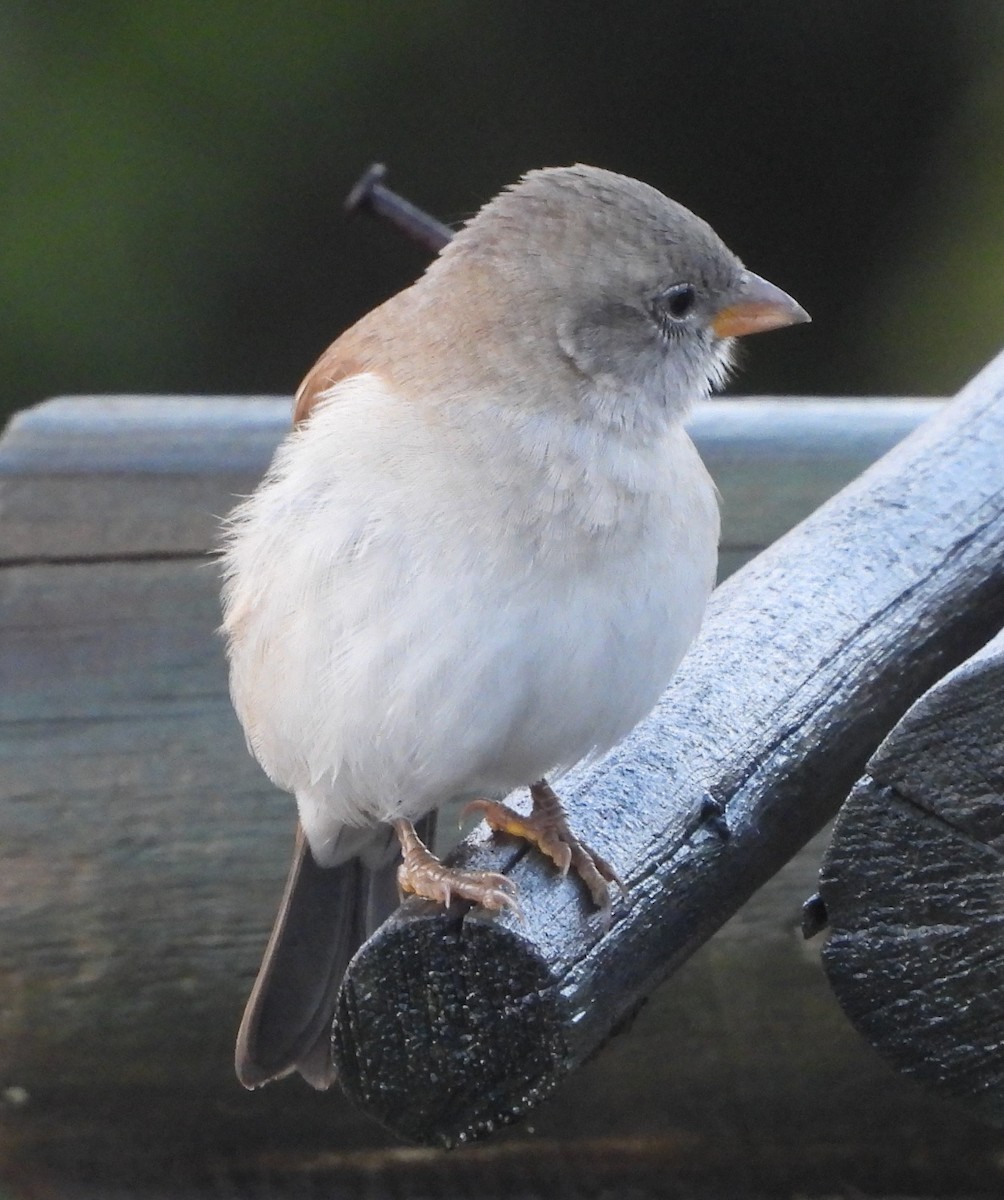 Southern Gray-headed Sparrow - ML620829138