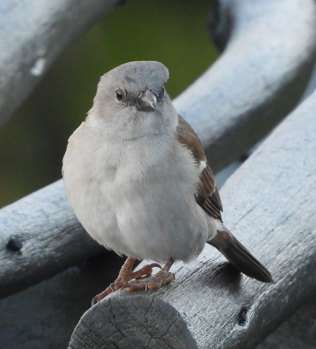 Southern Gray-headed Sparrow - Shiela Shallcross