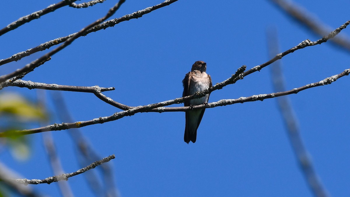 Northern Rough-winged Swallow - ML620829147