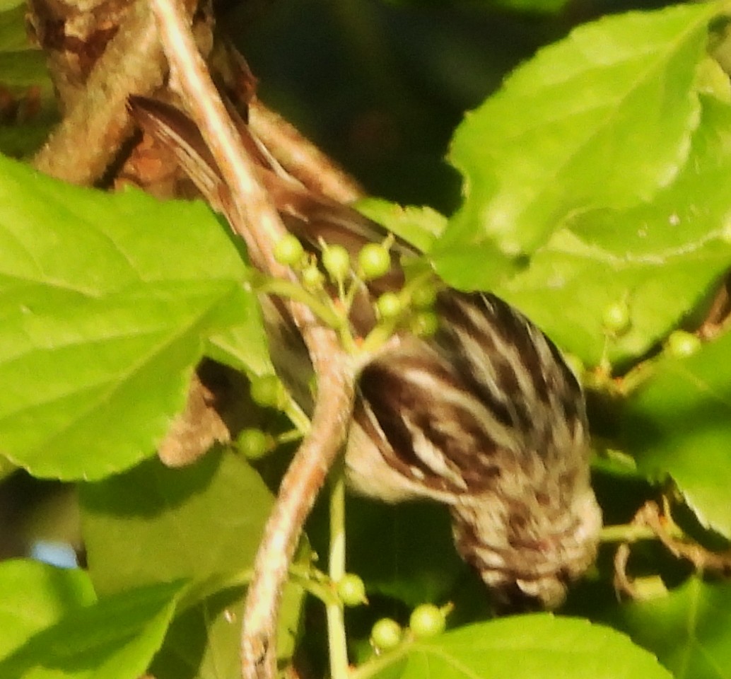 Black-and-white Warbler - ML620829151