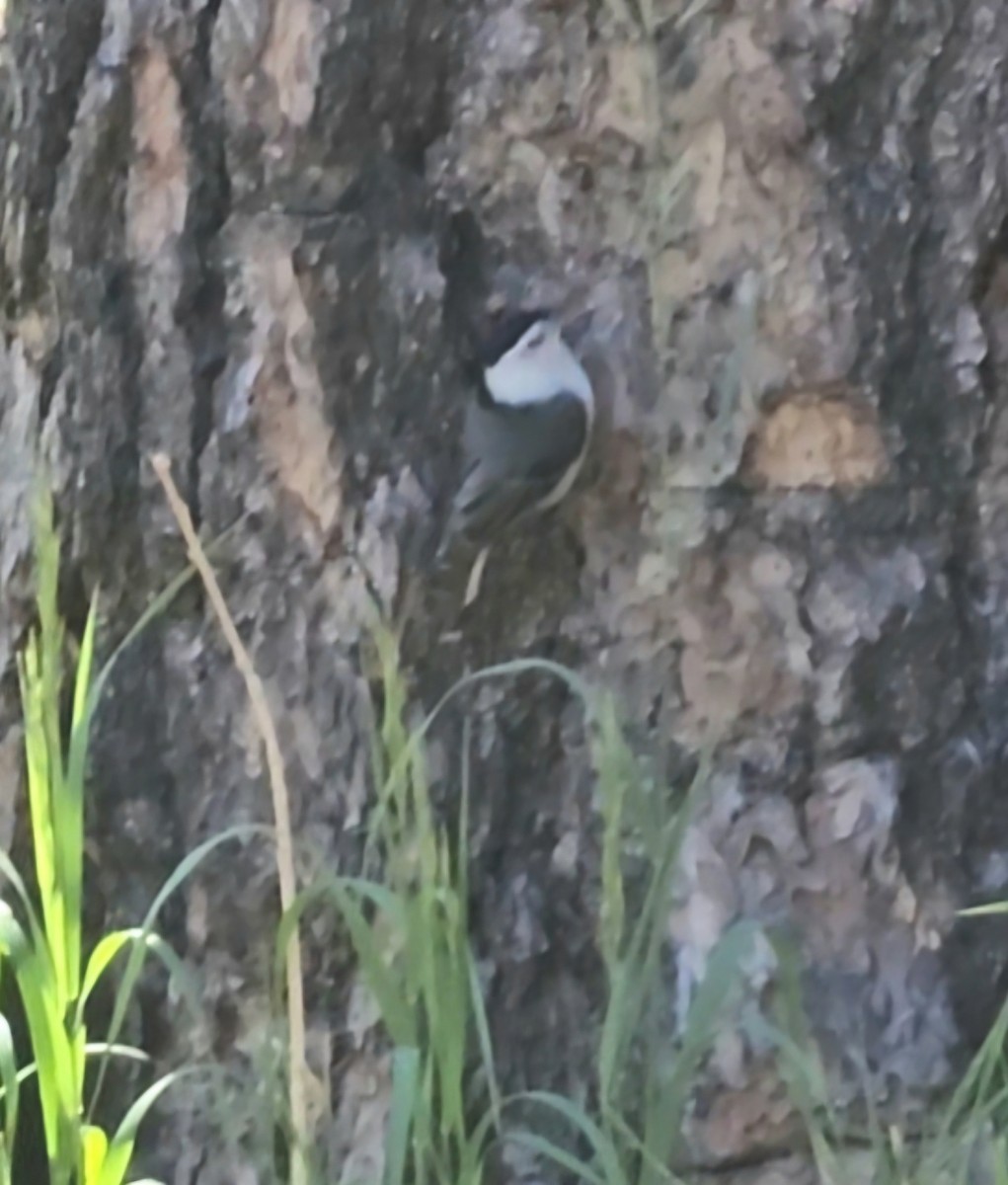 White-breasted Nuthatch - ML620829156