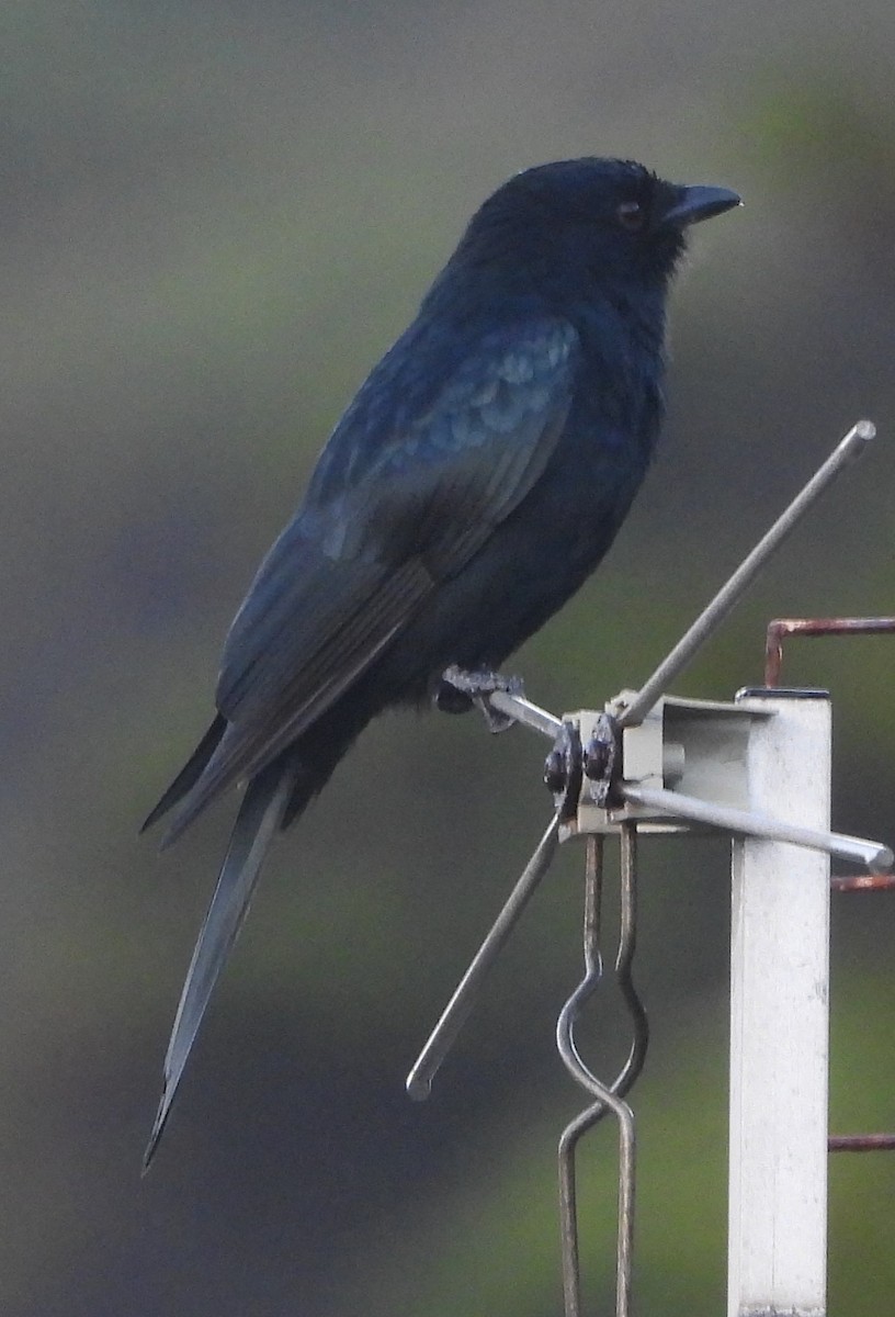 Fork-tailed Drongo - ML620829161