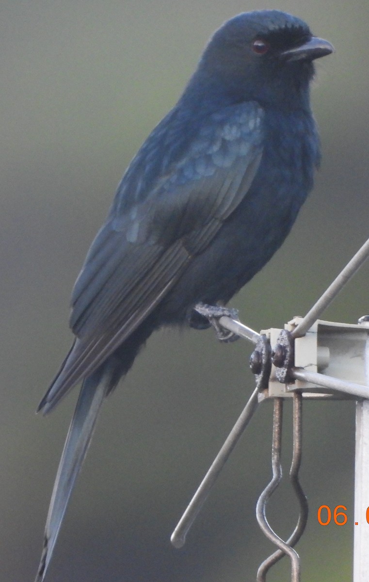 Drongo Ahorquillado - ML620829162