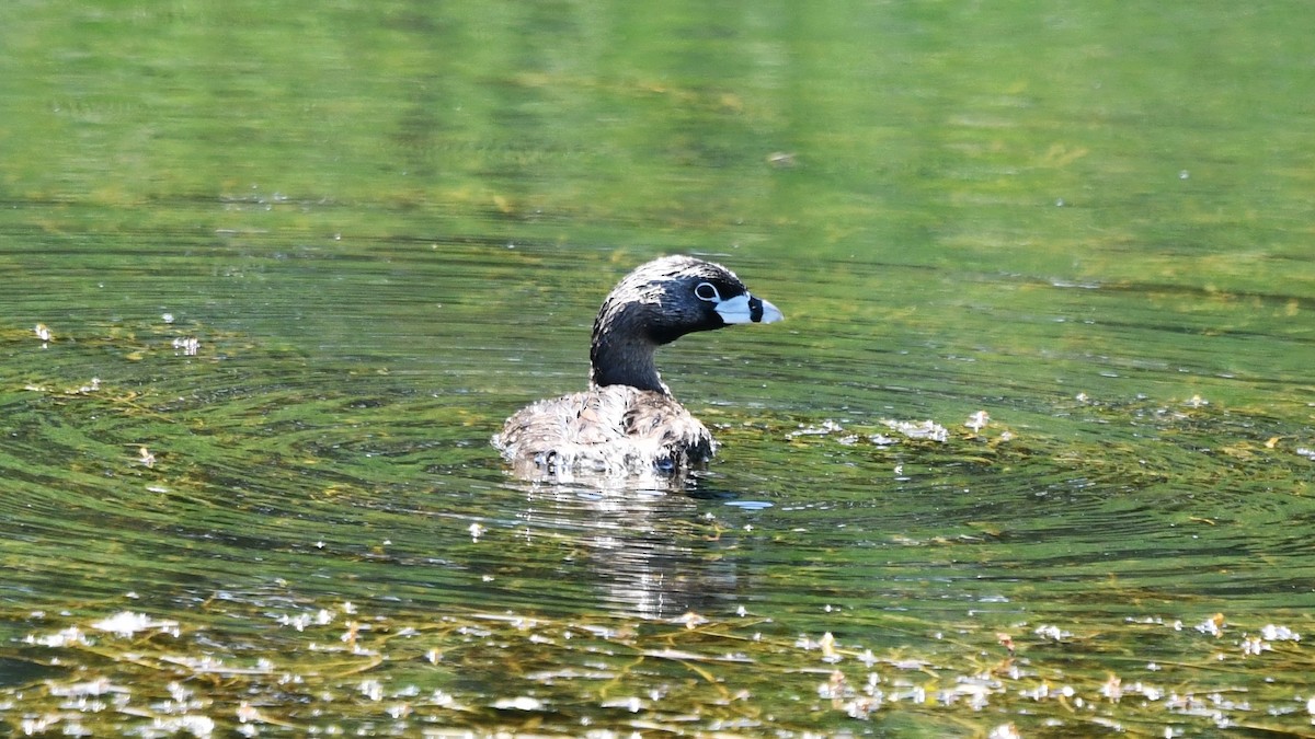 Pied-billed Grebe - ML620829164