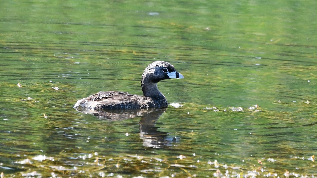 Pied-billed Grebe - ML620829165