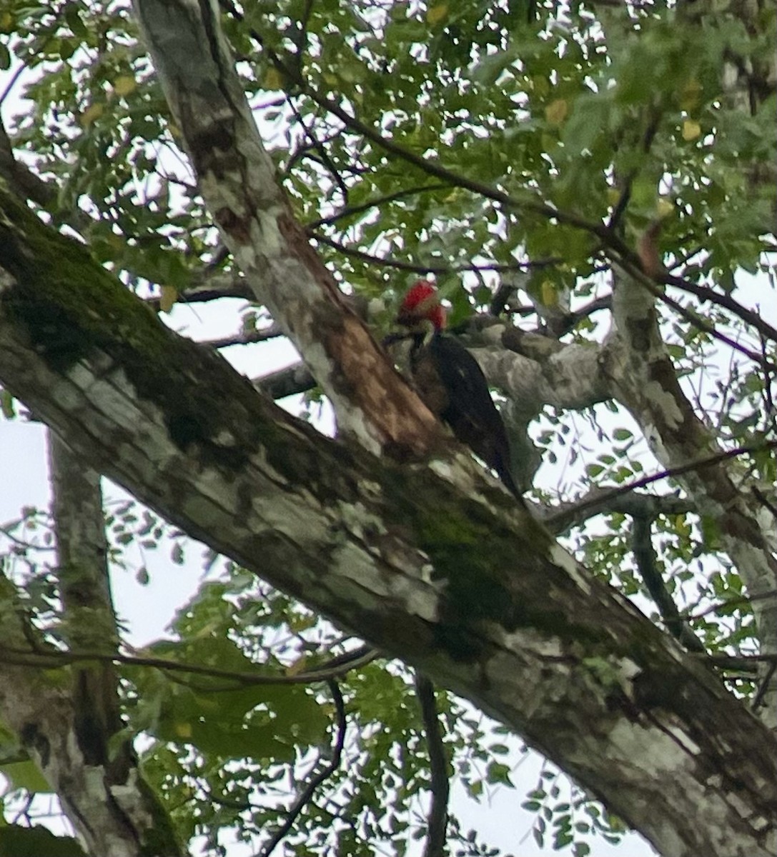 Crimson-crested Woodpecker - ML620829168