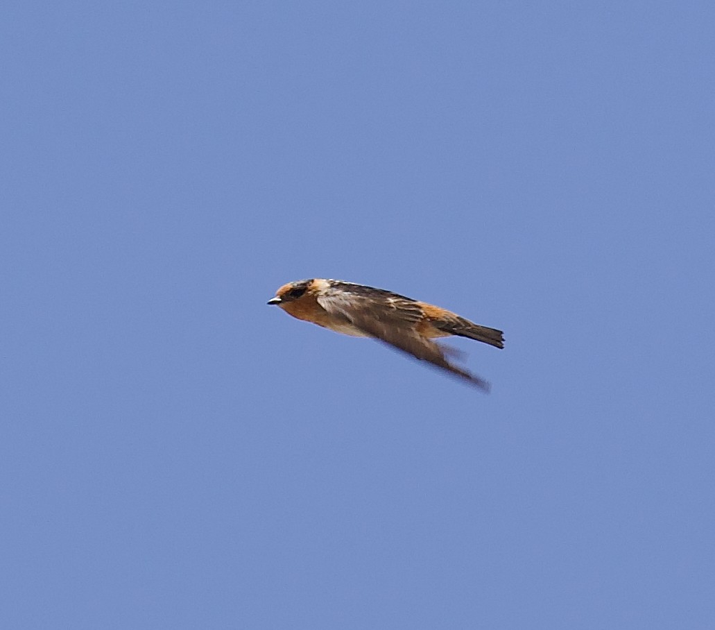 Cave Swallow - ML620829171