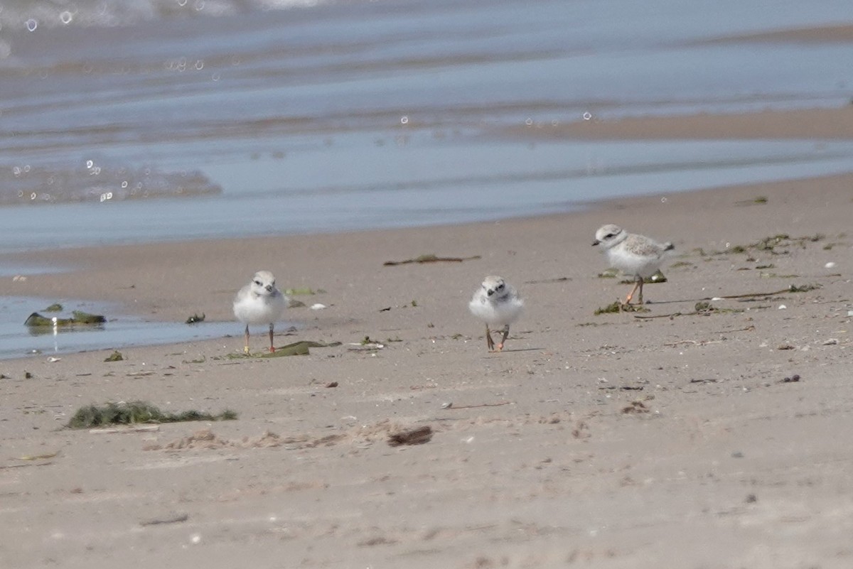 Piping Plover - ML620829172