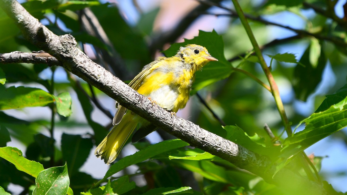 Yellow Warbler - ML620829174