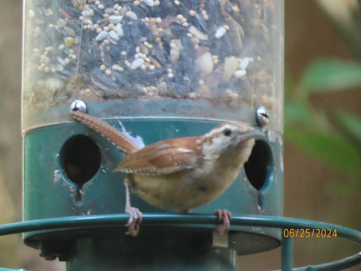 Carolina Wren - ML620829175