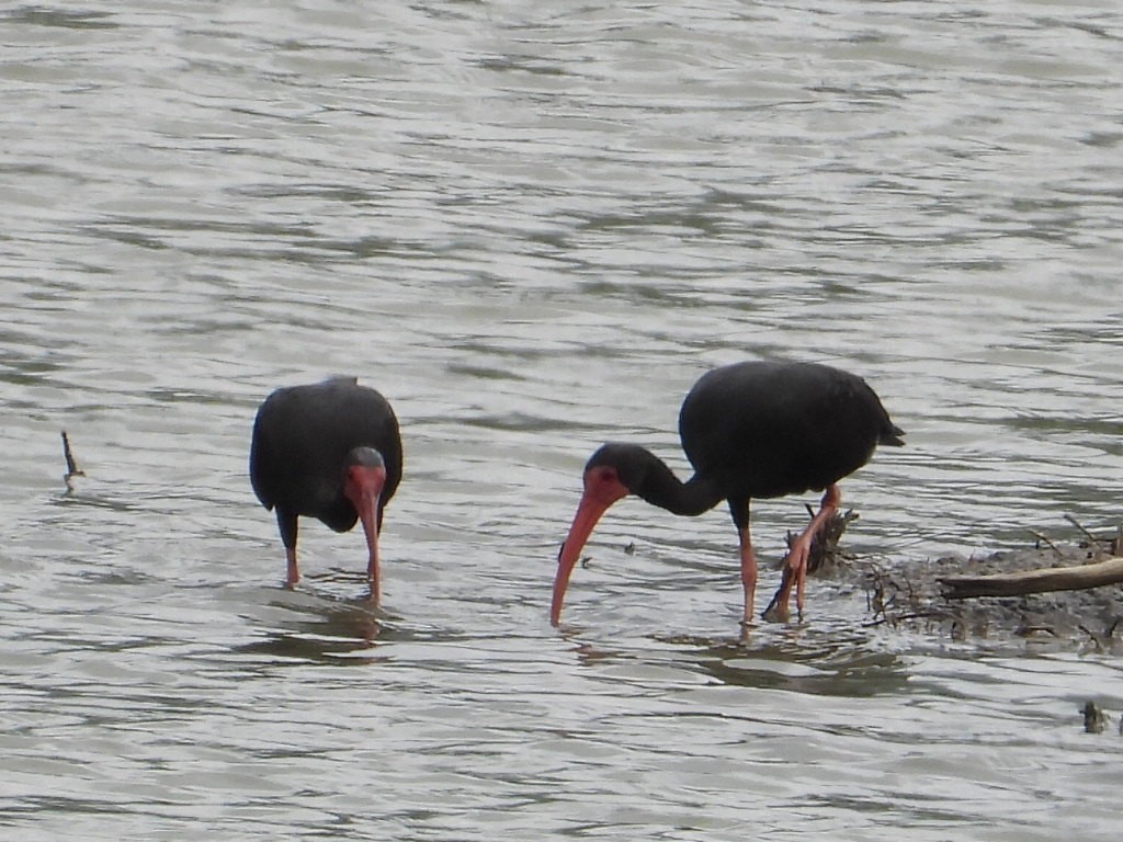 Bare-faced Ibis - ML620829178