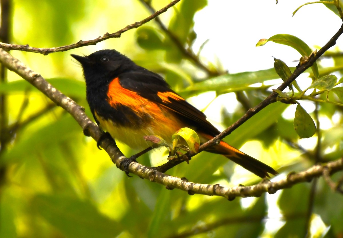 American Redstart - ML620829181