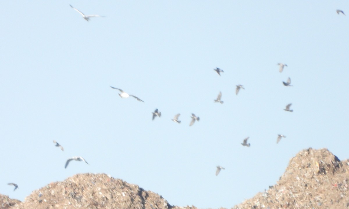 Rock Pigeon (Feral Pigeon) - ML620829183