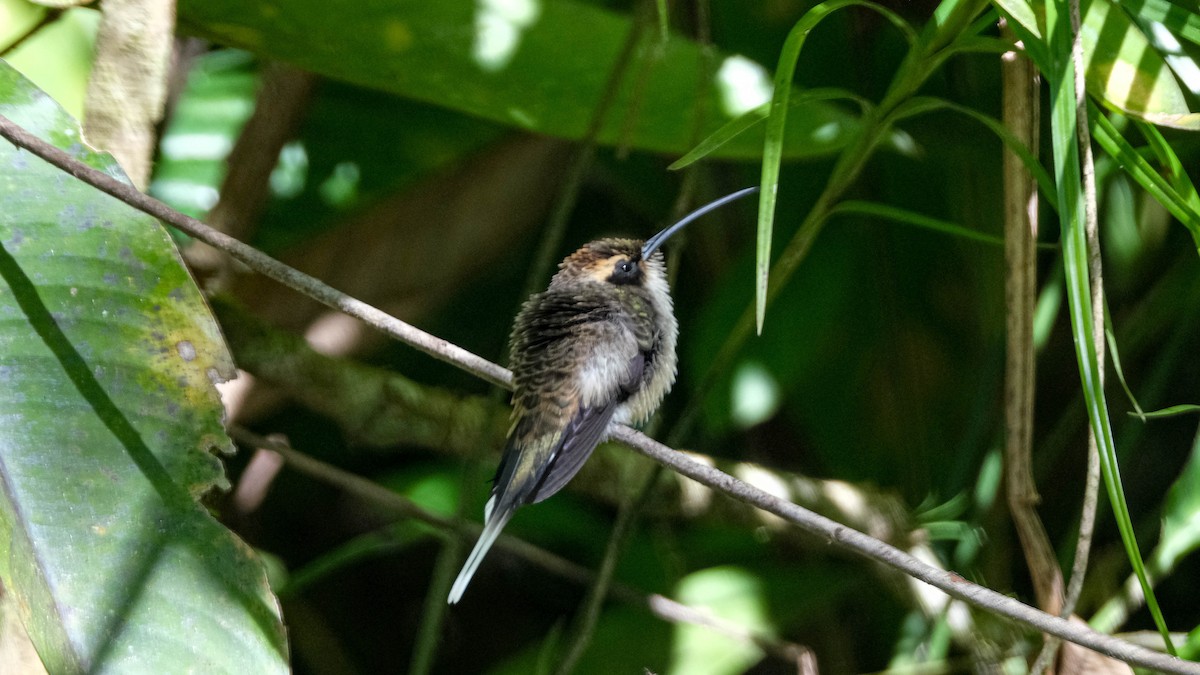 Тёмногорлый колибри-отшельник - ML620829196