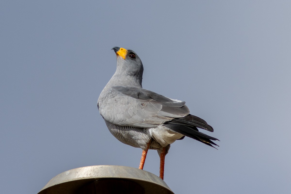 Eastern Chanting-Goshawk - ML620829198