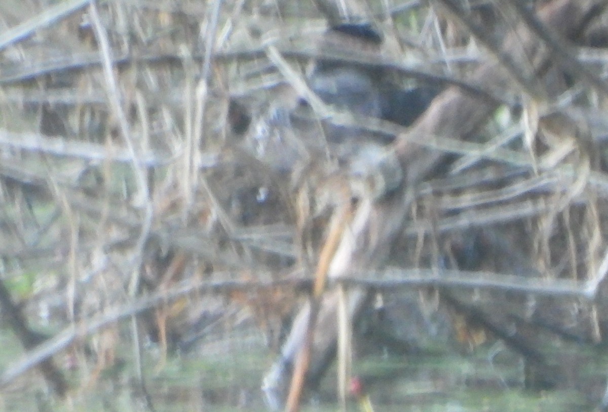 Pied-billed Grebe - ML620829200