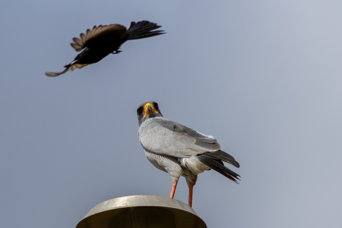 Eastern Chanting-Goshawk - ML620829202