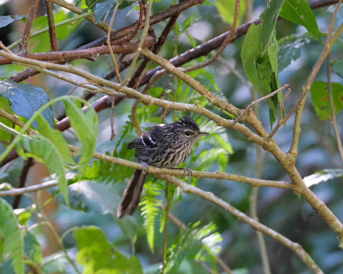 Dusky-tailed Antbird - ML620829207