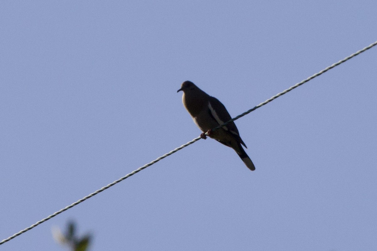 White-winged Dove - John Bruin