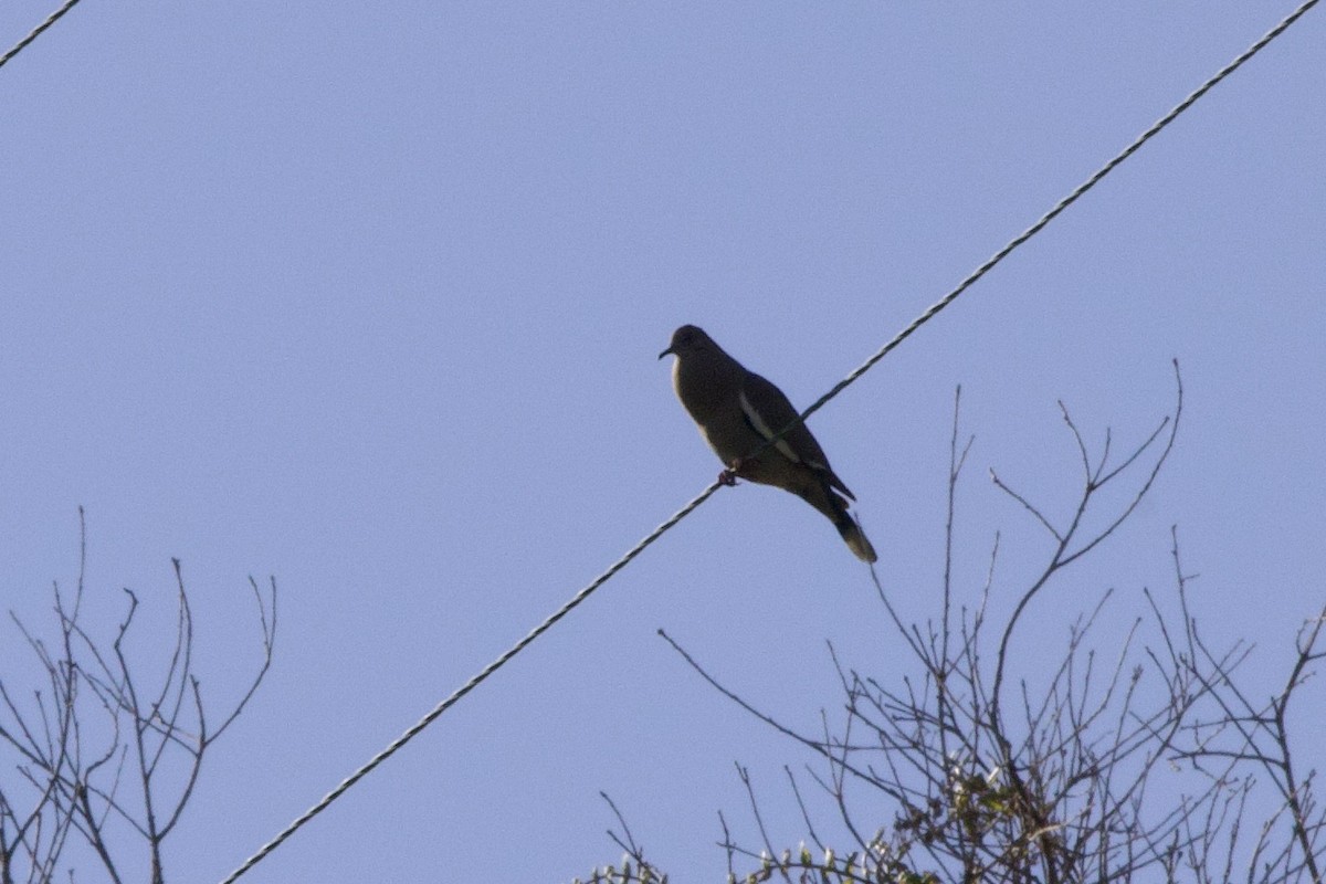 White-winged Dove - ML620829210