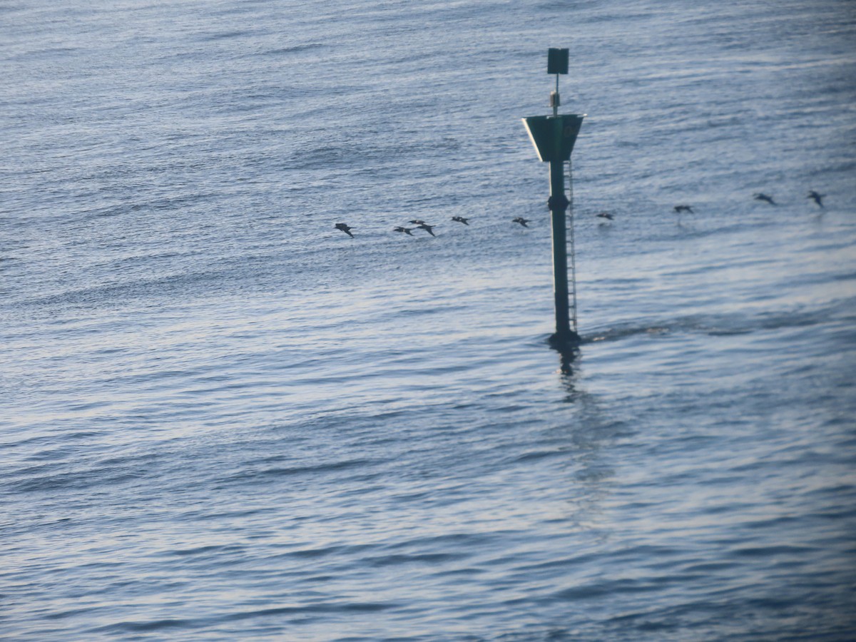 Brown Booby - ML620829212