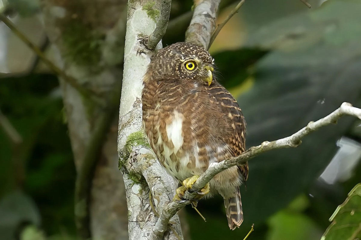 Collared Owlet - ML620829215