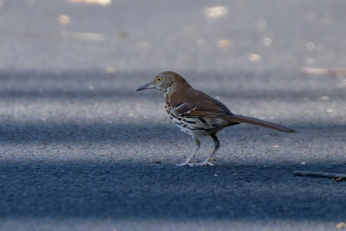 Brown Thrasher - ML620829220