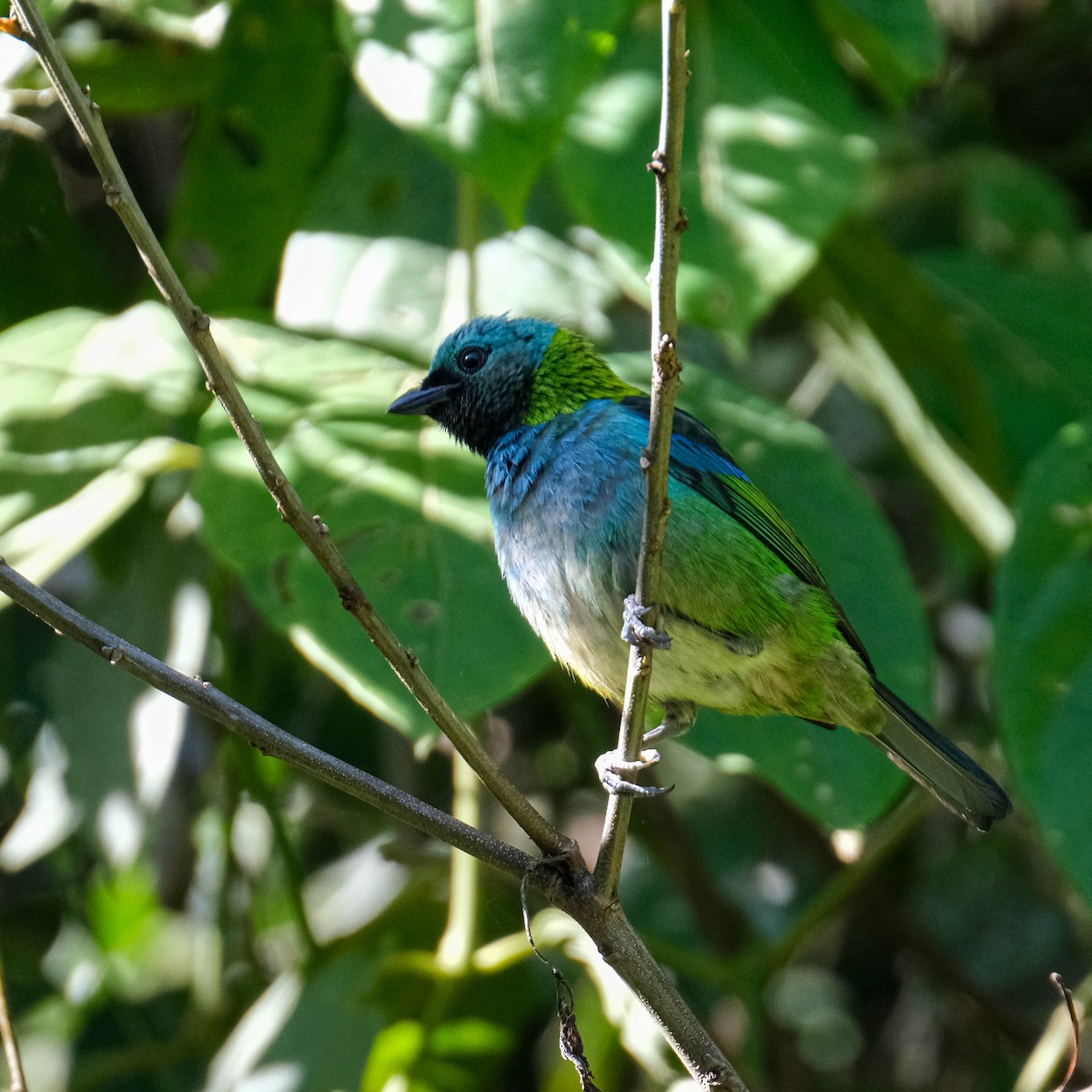 Green-headed Tanager - ML620829225