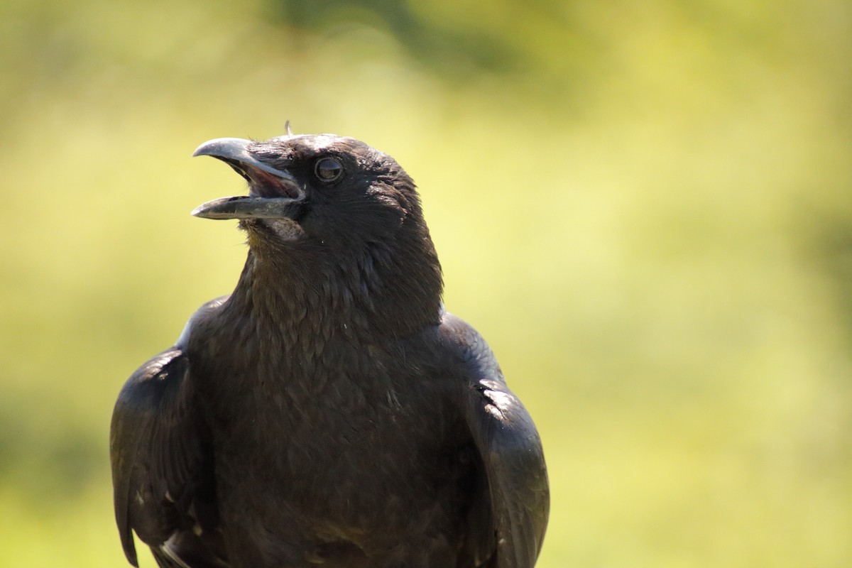 Carrion Crow - ML620829226