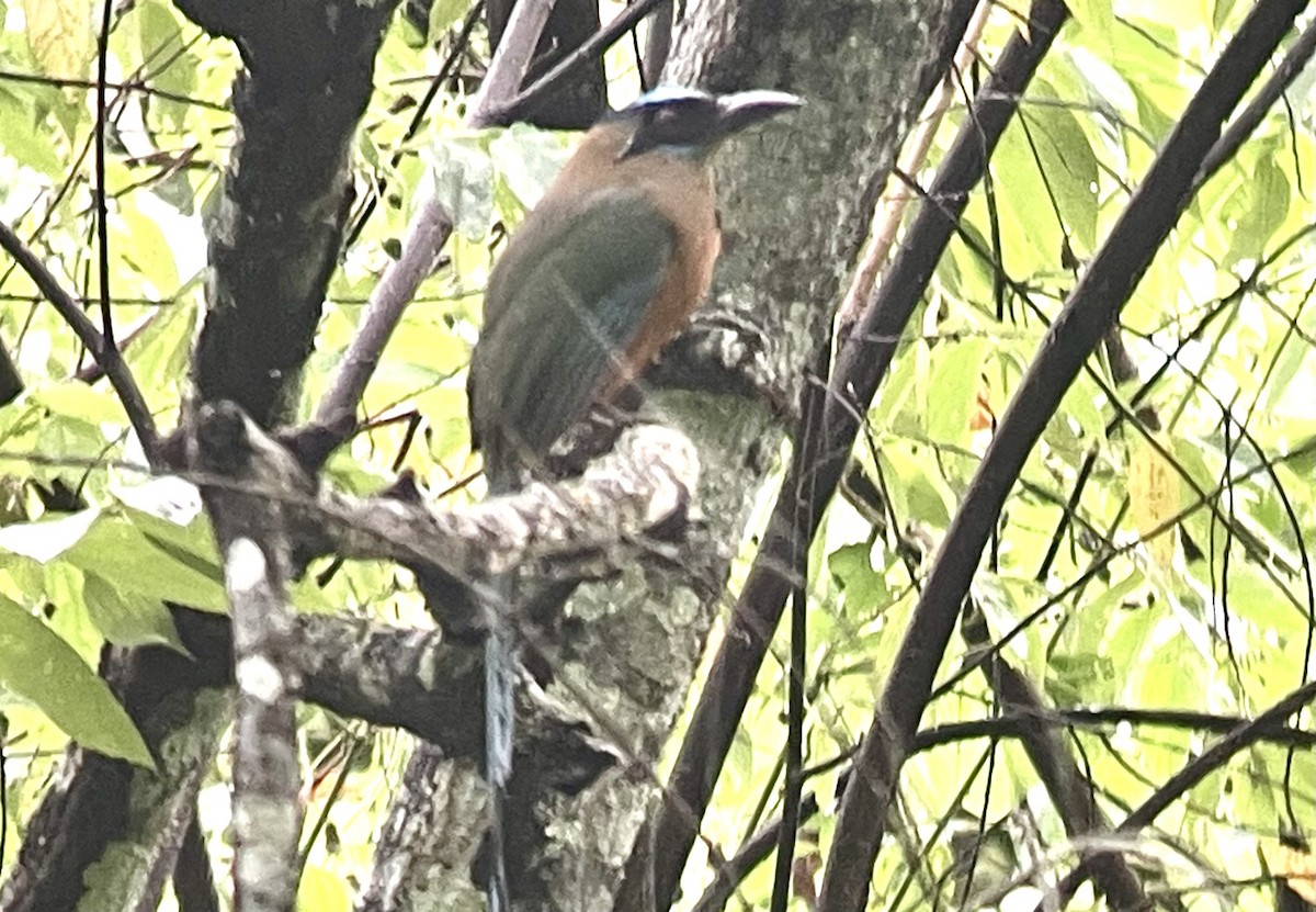 karamellmotmot - ML620829228