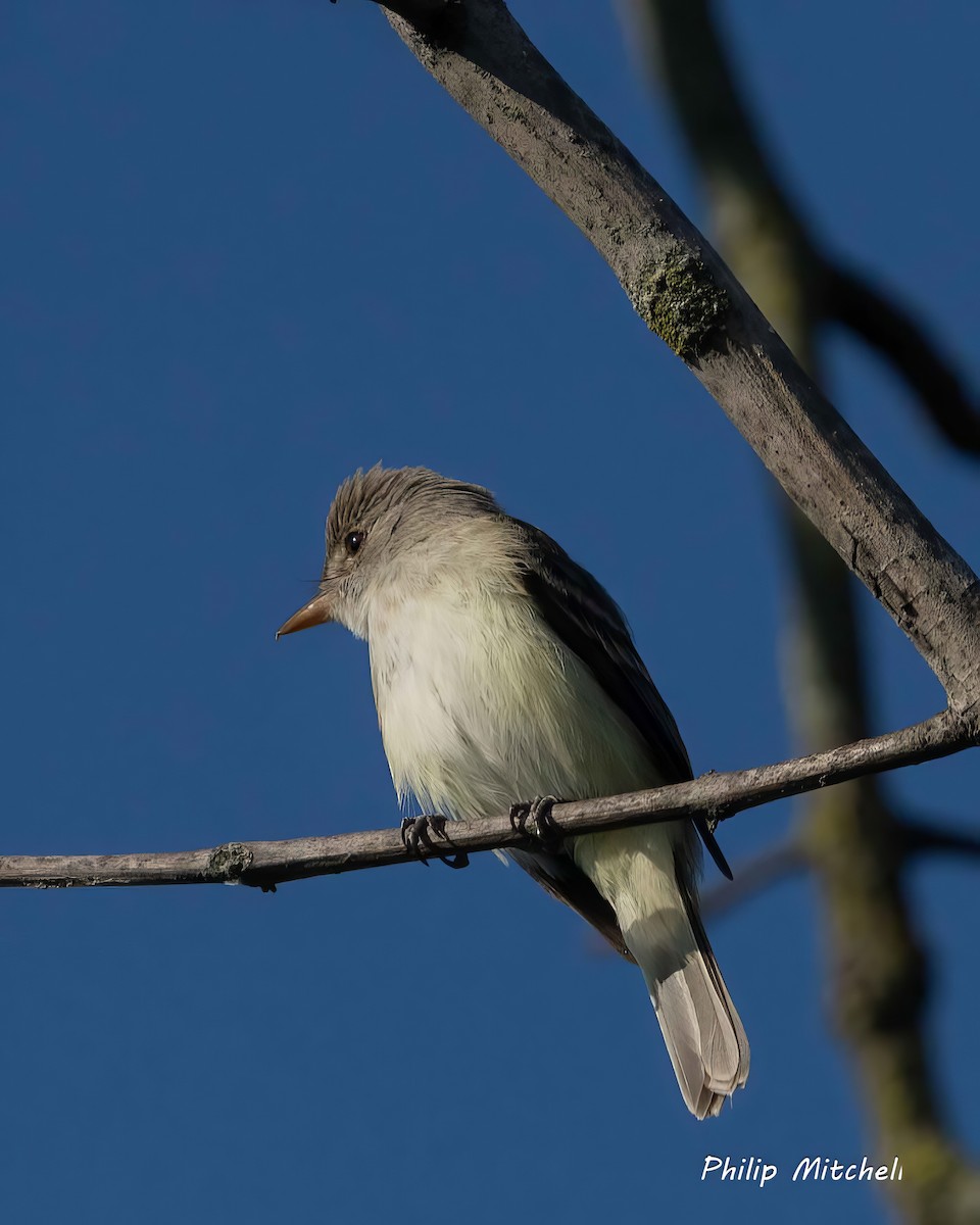 Willow Flycatcher - ML620829229