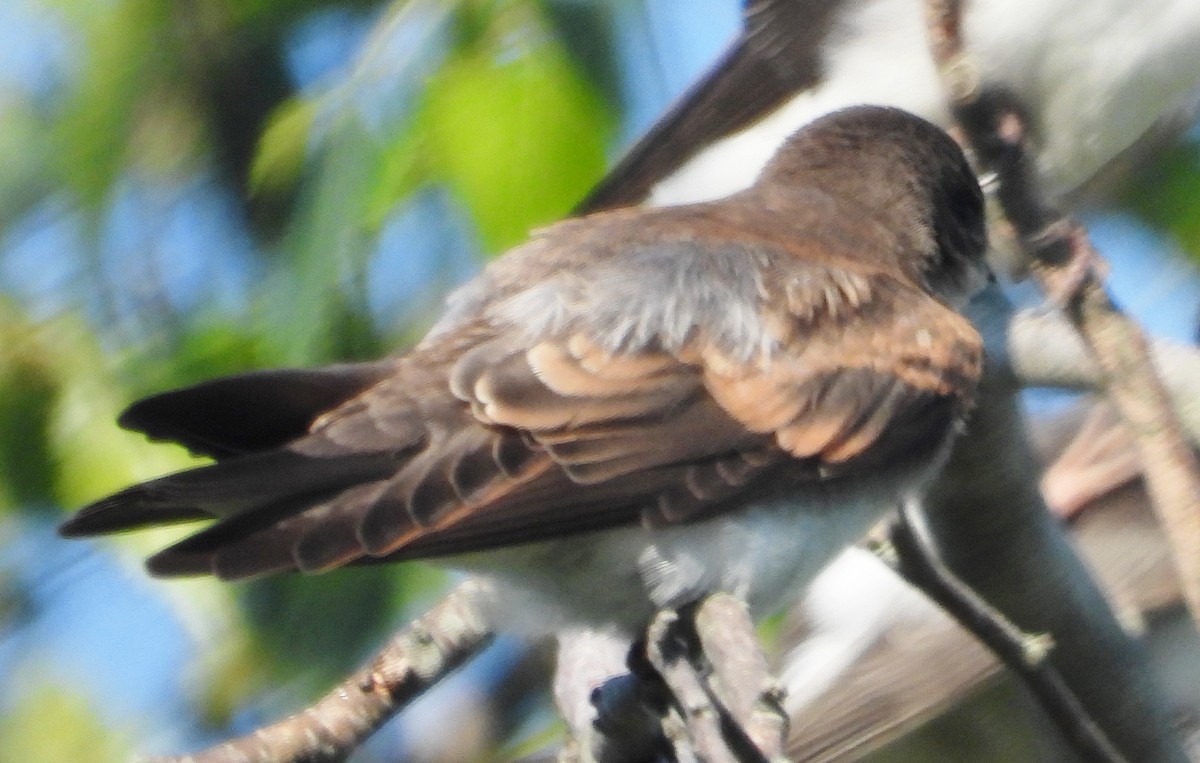 Northern Rough-winged Swallow - ML620829230