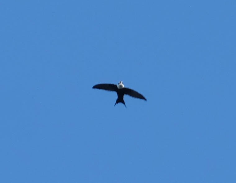 Lesser Swallow-tailed Swift - Emma Walker