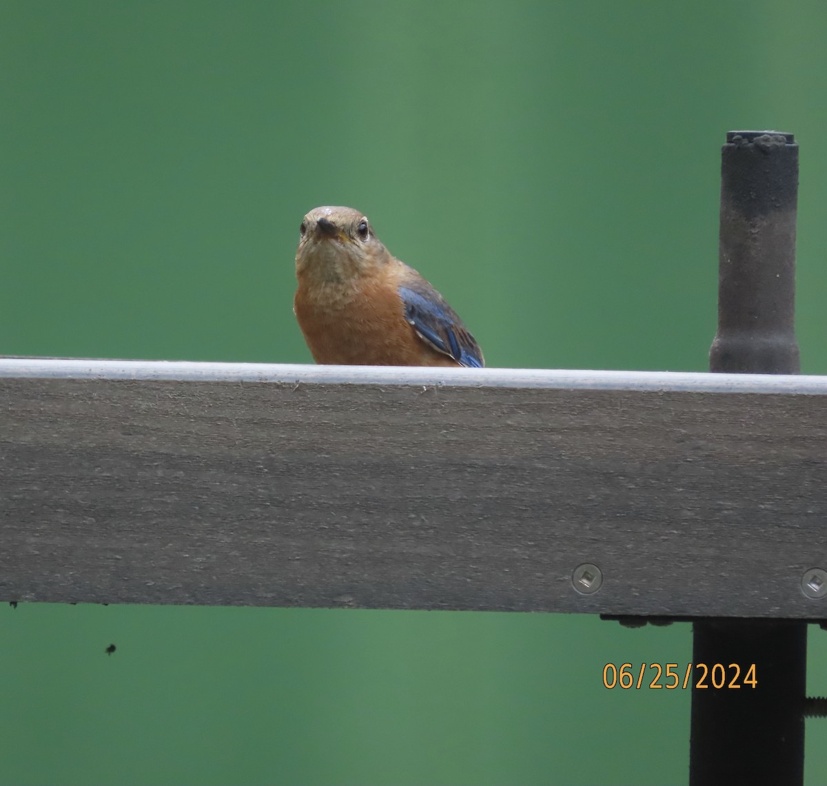 Eastern Bluebird - ML620829234