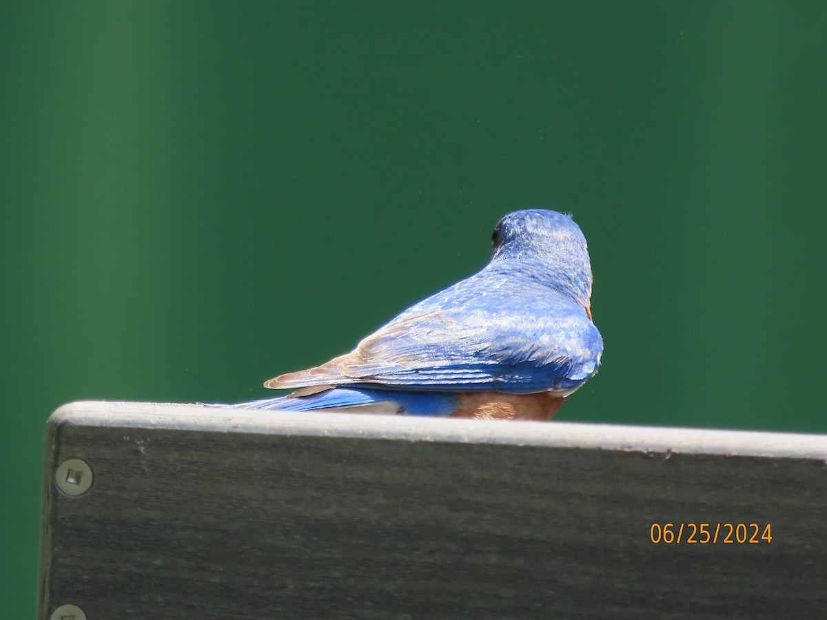 Eastern Bluebird - ML620829235