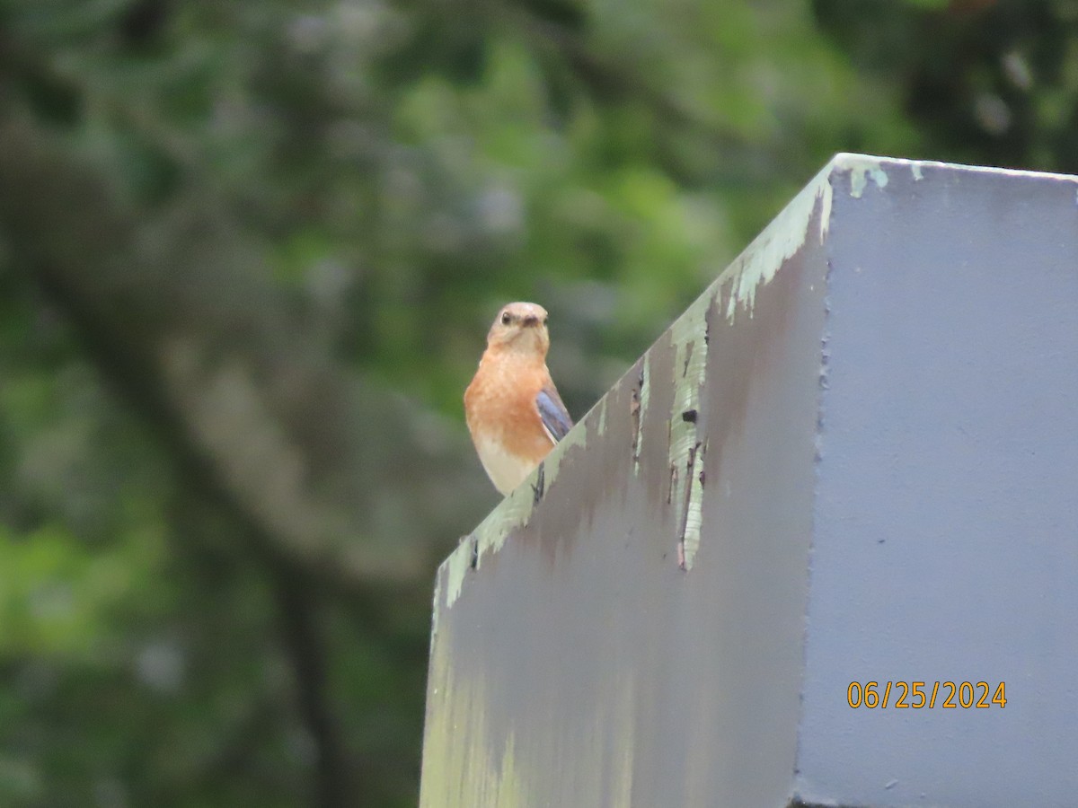 Eastern Bluebird - ML620829237