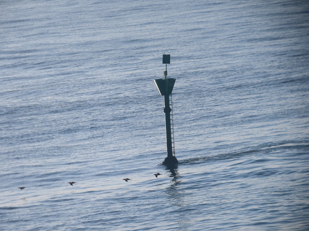 Brown Booby - ML620829240