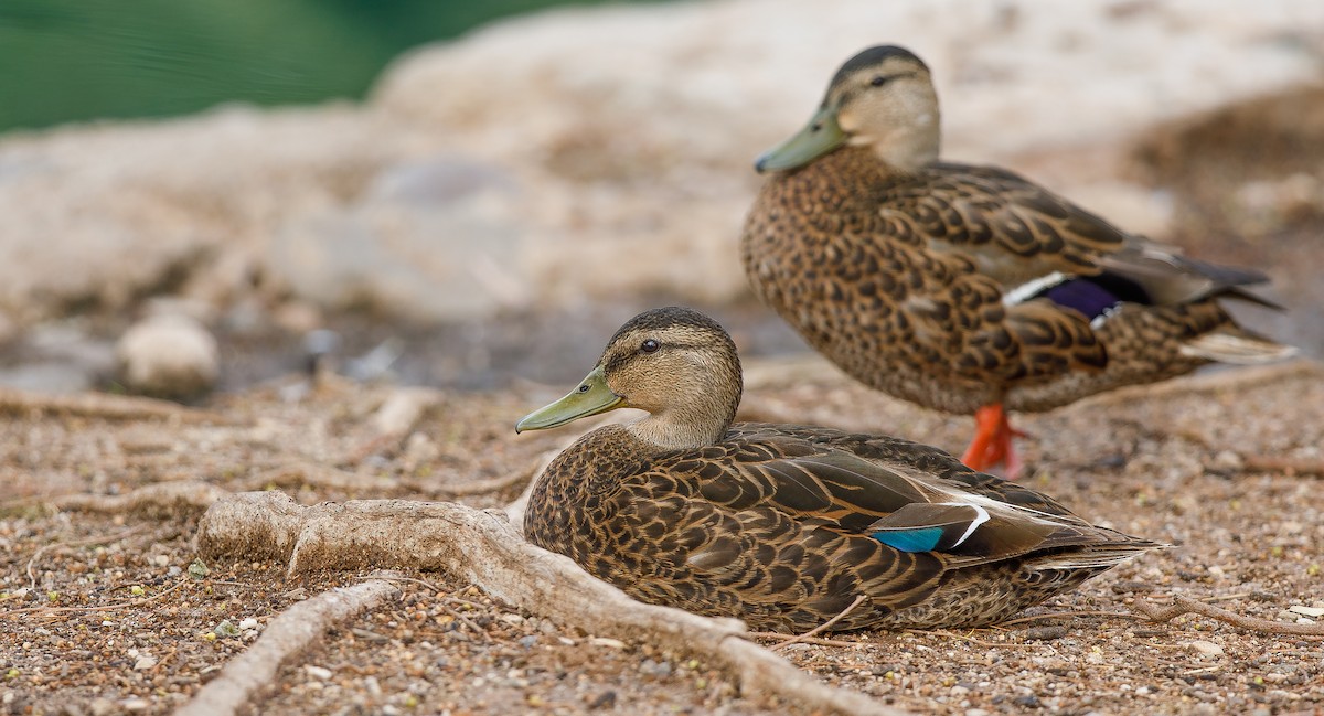 Mallard/Mexican Duck - ML620829244