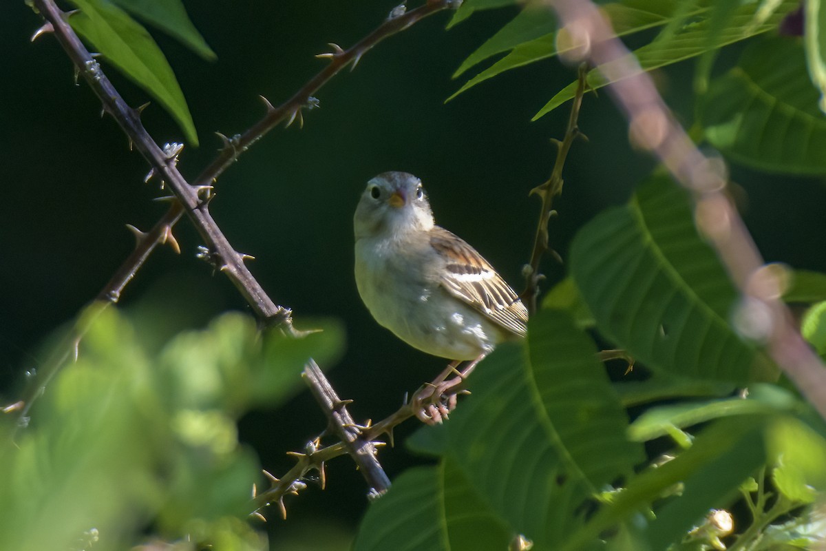 Field Sparrow - ML620829246
