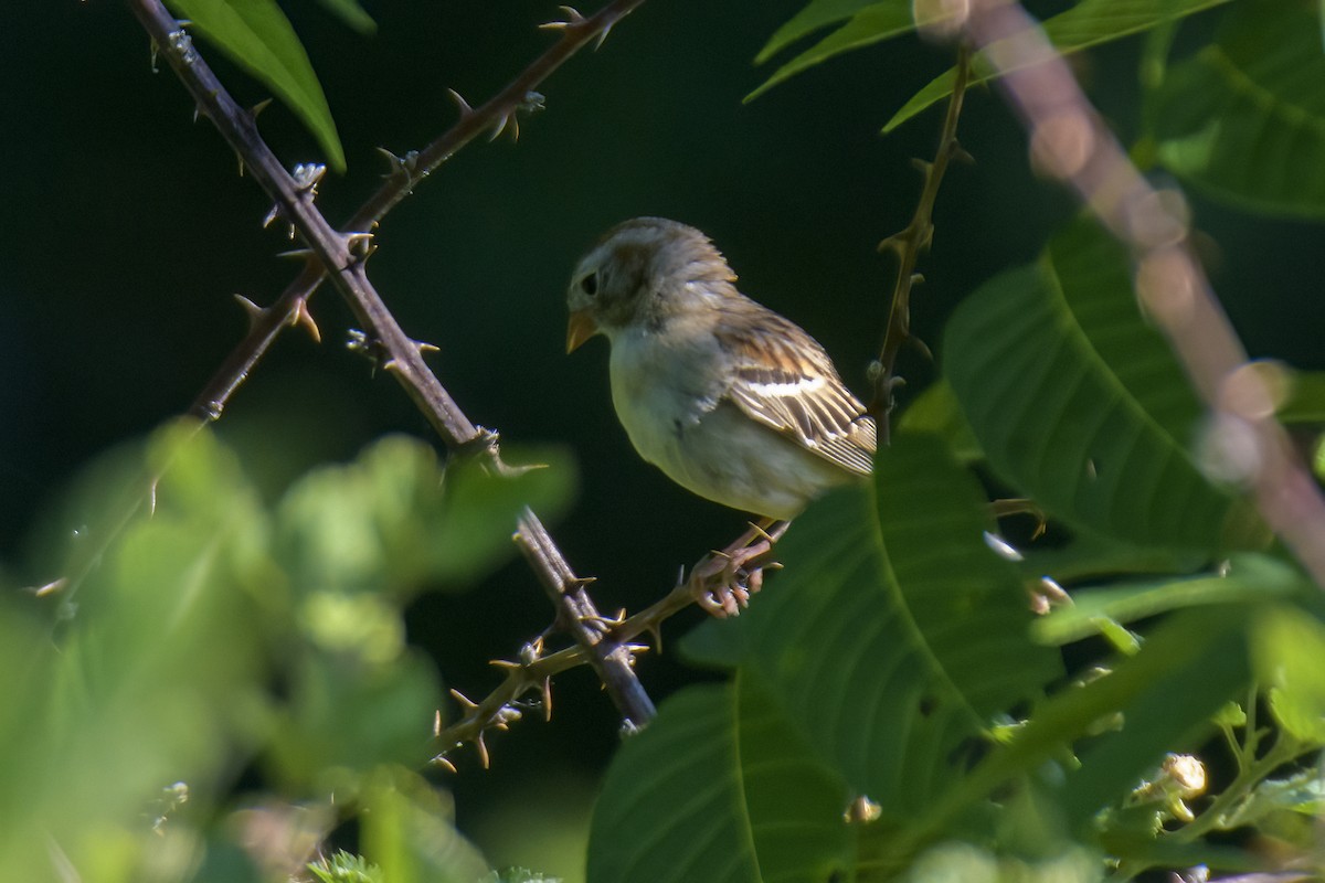 Field Sparrow - ML620829247