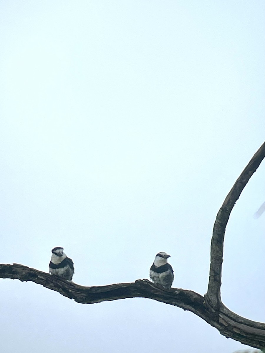 White-necked Puffbird - ML620829254