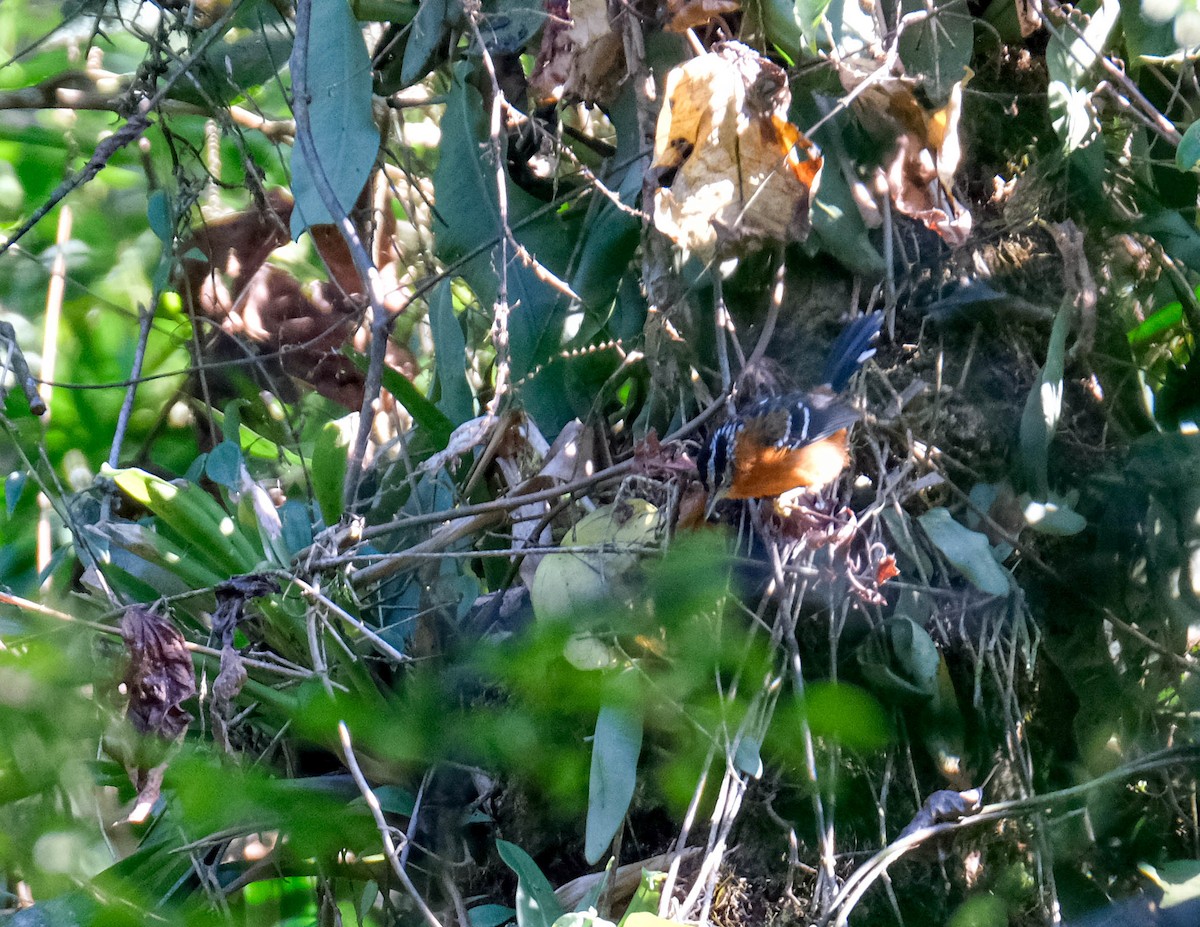 Ferruginous Antbird - Emma Walker