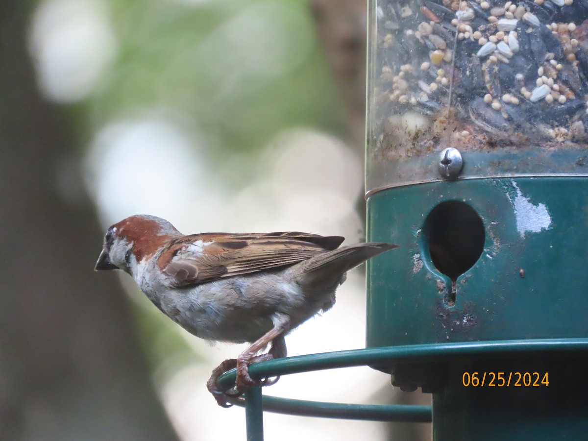 House Sparrow - ML620829281