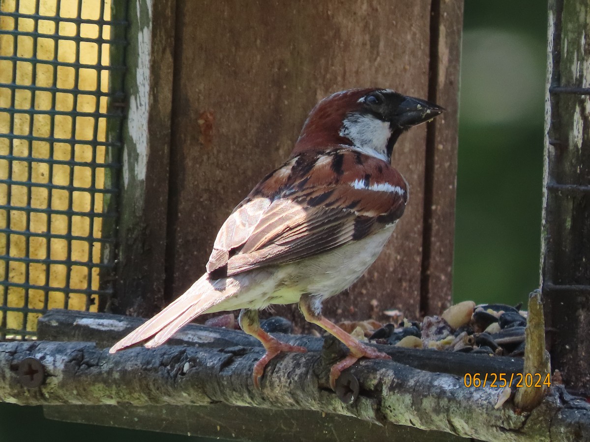 Moineau domestique - ML620829282