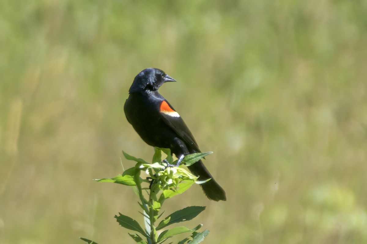 Red-winged Blackbird - ML620829283