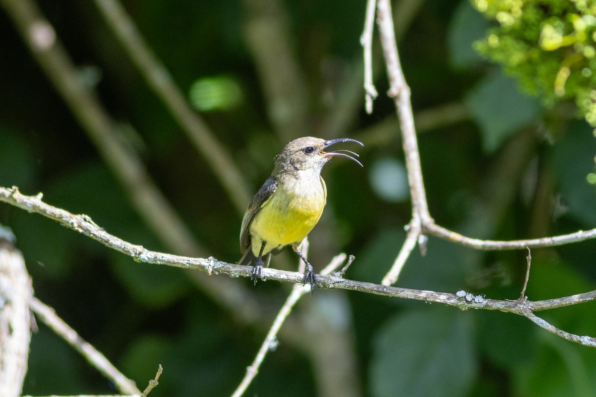 Variable Sunbird (Yellow-bellied) - ML620829285