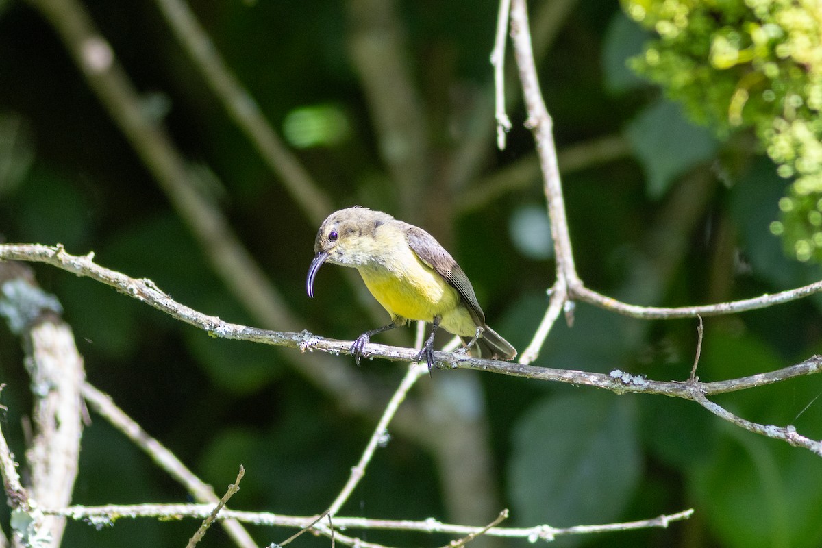 カワリタイヨウチョウ（venustus グループ） - ML620829286